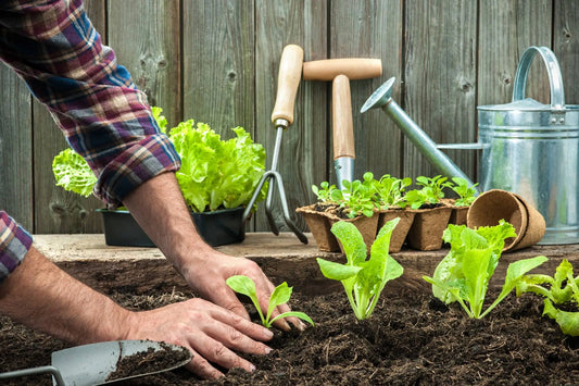 The Gardening Supplies You Need to Start Your Own Veg Patch