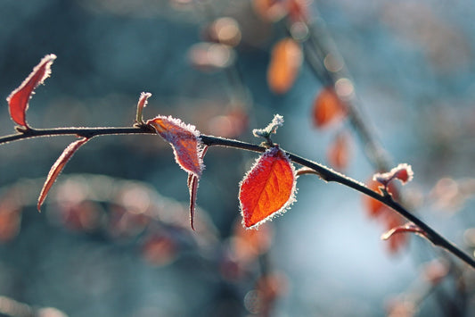 Things to do in the garden during winter