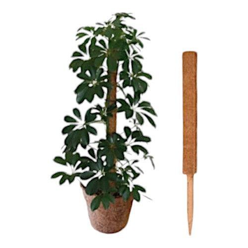 1.2m Coco Pole Plant Support