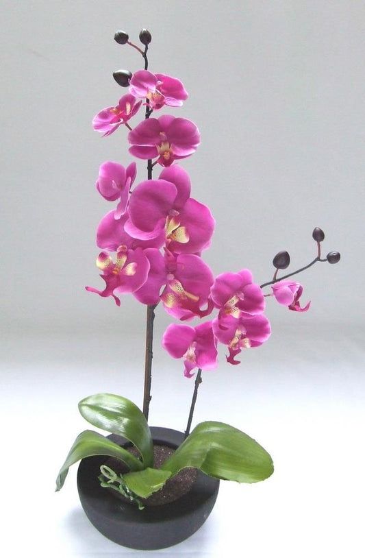 Cerise Orchid in Bowl