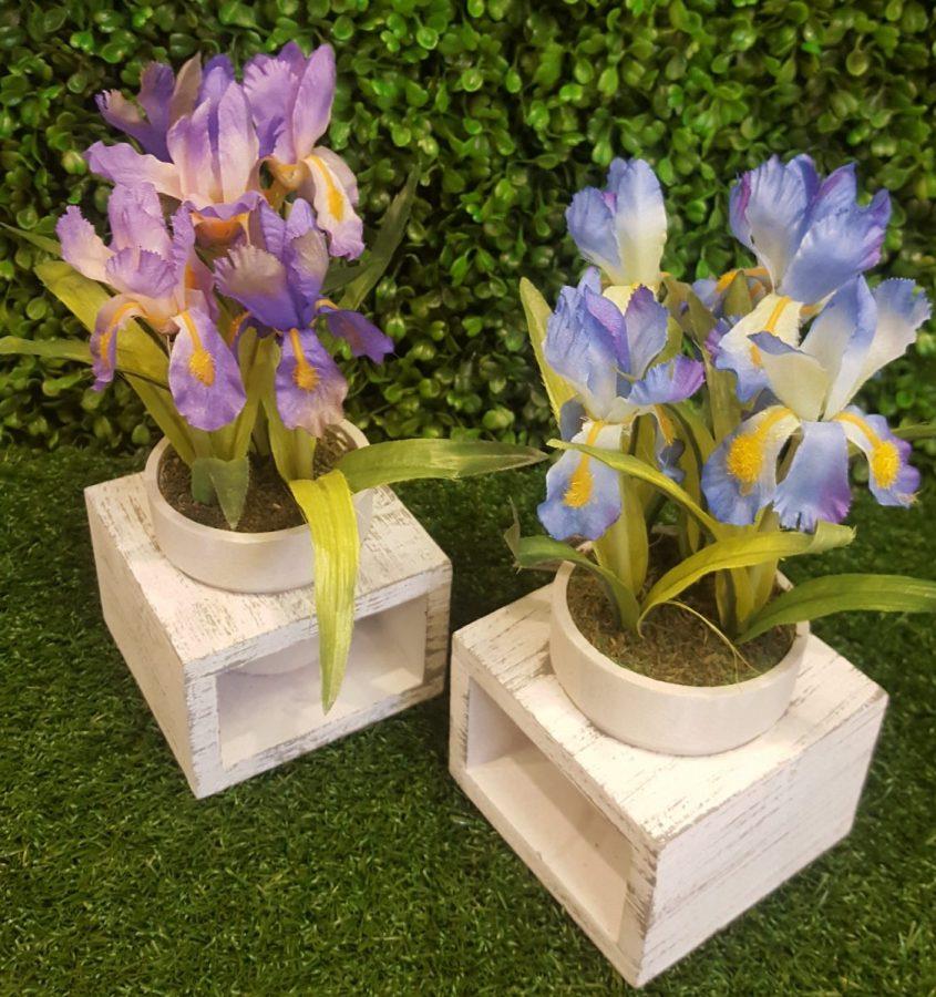 Mini Iris in Wooden Frame Set of 2